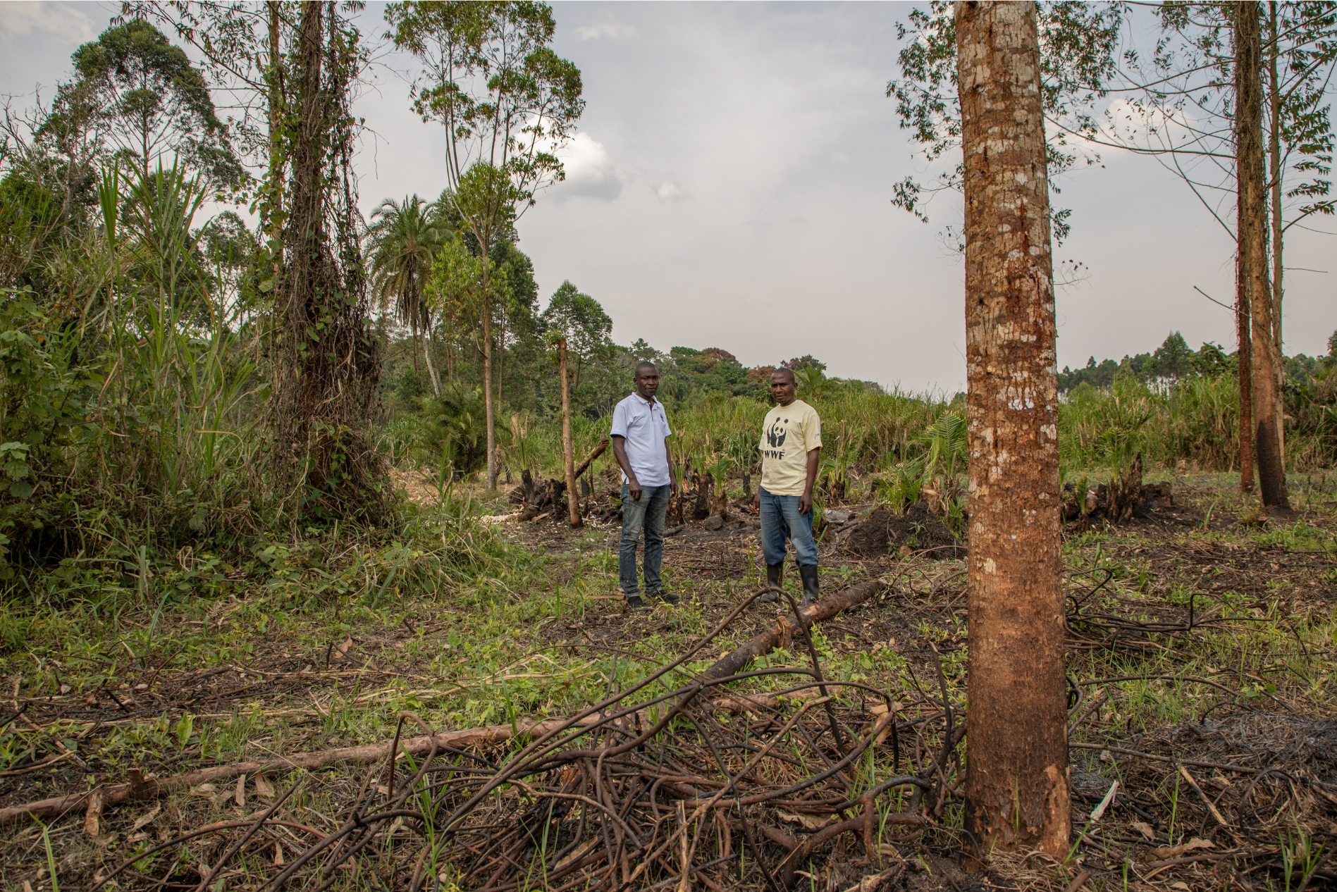 WWF planter tr&aelig;er i Uganda